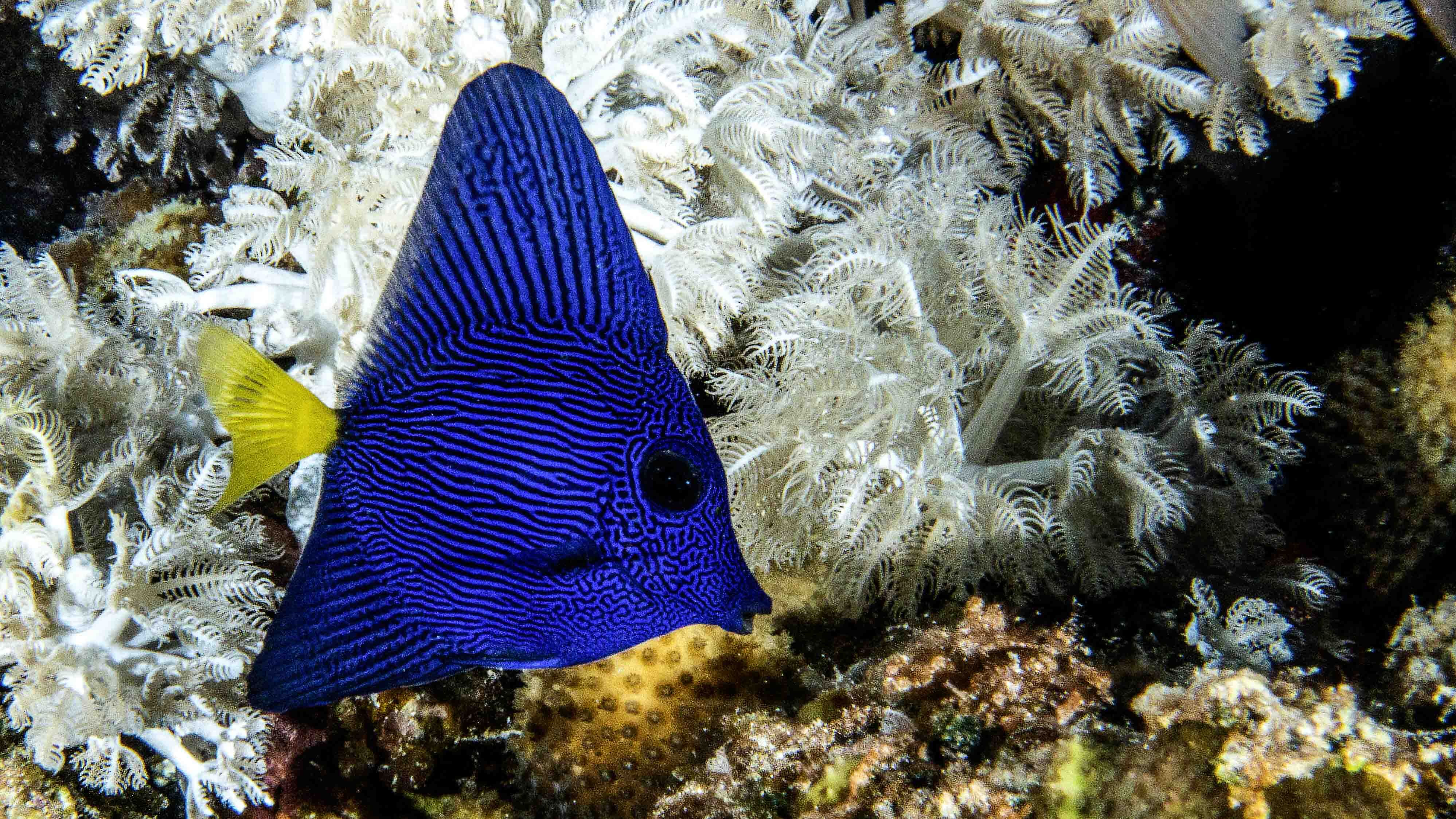 PB112830 Blauer Segelflosser juvjpg