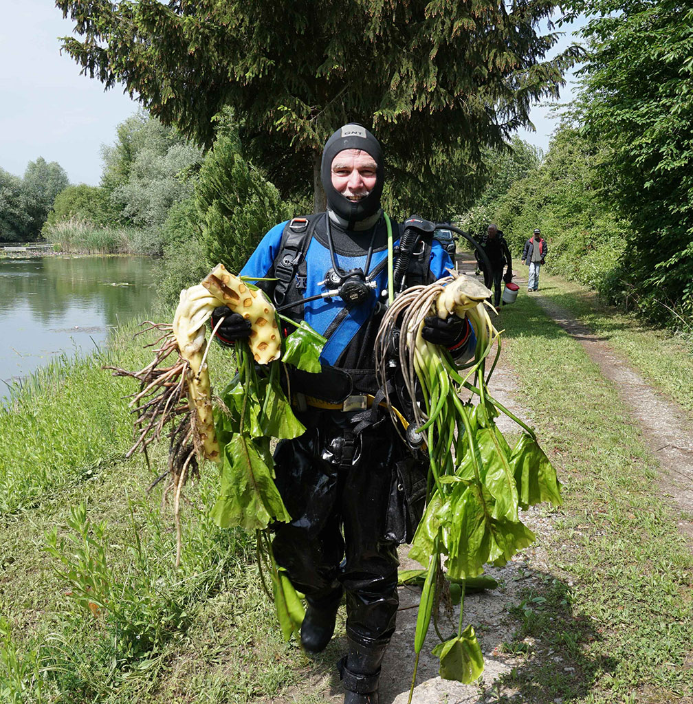 Taucher mit Wasserpflanzen am Ufer